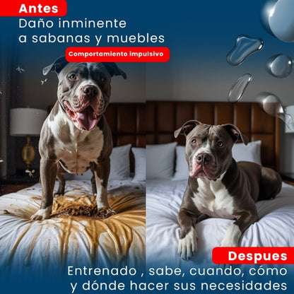 Not Here Spray - Dile adiós a los accidentes peludos